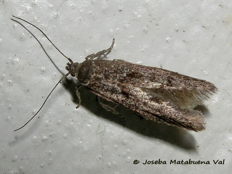 Micro da id. 2